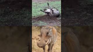 what is happening to Mr Kasongo today 😅foryou wildlife funnyanimlas trending shorts fyp [upl. by Aneem877]