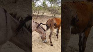 gadha animals nature plzsubscribe gadha [upl. by Brainard325]