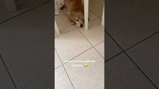 Lusiye mama yedirme şeklimiz 😂 köpekvideoları doglover animaldog animals cockerspaniel dog [upl. by Leiahtan293]