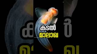 കടൽ മാലാഖ sea angles malayalam shorts facts [upl. by Saidnac]