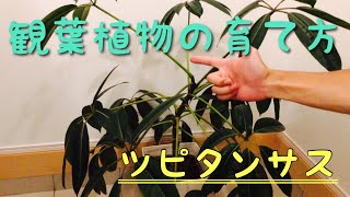 オススメの観葉植物！ツピタンサスを元気に育てる方法！ [upl. by Elmore]