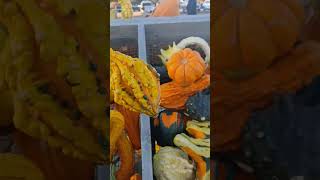 Spooky pumpkin youtubeshorts viralvideos scary creepy horrorstories halloween trending funny [upl. by Roid730]