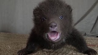 Cute Baby Bears rescue and release piccoli Orsi salvati [upl. by Illek419]