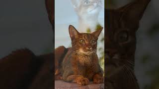 Abyssinian catbreeds [upl. by Siduhey854]