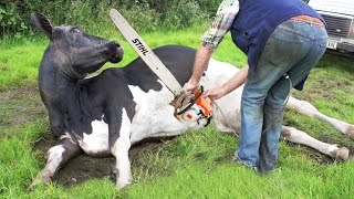 Risky Tree Cutting amp Cow Milking on Farm Exciting STIHL Chainsaw Action [upl. by Anirehs]