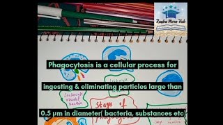 what is Phagocytosis 6 stages of phagocytosis phagocytosis microbiology immunity [upl. by Madelin]