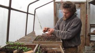 PRICKING OUT broccoli [upl. by Anavoig]