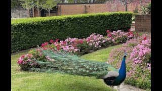 Auburn Botanical Gardens Auburn NSW Australia  School Holidays Fun auburnbotanicalgardens [upl. by Herzen]