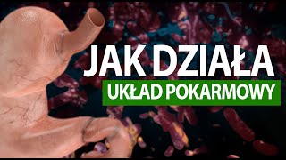 Jak działa człowiek UKŁAD POKARMOWY tłumaczenie na PJM [upl. by Dermott749]