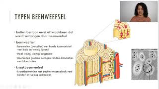 Kraakbeenweefsel en beenweefsel vmbo [upl. by Leur546]