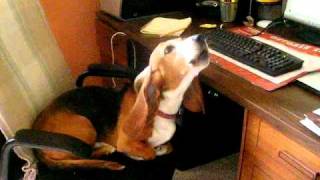 Tipper howls to basset hounds on You TubeMP4 [upl. by Picco685]