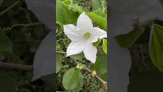 Flowers of Coccinia grandis a wild edible climber Mahanadi River areas medicinal odisha flowers [upl. by Humo]