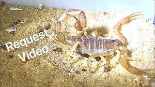 Hottentotta Tamulus  Indian Red Scorpion [upl. by Ahsilac]