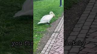 Begegnung mit Europa Park Schwan Swan 🦢 Ganz Freddy goes to Europa Park Rust 😍🎢 [upl. by Ancelin869]