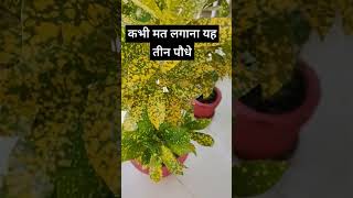 Mere croton plantyoutubeshorts vastu tipsmotivation thoughtgardening astrology Mahalaxmi [upl. by Koenig]