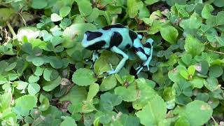 Dendrobates auratus  rana venenosa verdinegra  greenblack poison dart frog [upl. by Lekcar654]