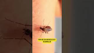 🦟 ¿Para qué SIRVEN los MOSQUITOS  BiologíaDesdeCero [upl. by Attenol]