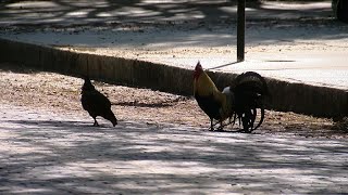 Famous Ybor chickens patrol the streets of Ybor City [upl. by Berliner934]