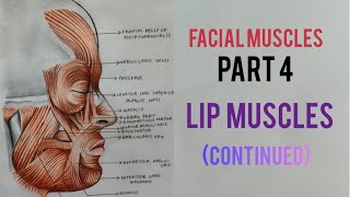 FACIAL MUSCLES 4 [upl. by Naimad132]