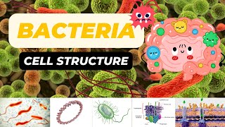 Bacterial Cell Structure [upl. by Anaejer50]