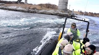 Saltstraumen  Gezeitenstrom in Bodø Nordnorwegen [upl. by Ashwell]