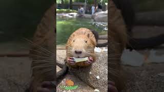 Capybaras calm and serene demeanor makes me incredibly envious cute capybara [upl. by Christine910]