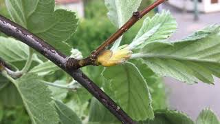 Swedish whitebeam  twigs amp bud  April 2019 [upl. by Oicinoid655]