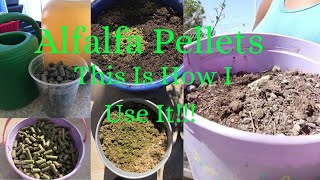 3 Ways I Use Alfalfa Pellets To Fertilize My Plants And Trees [upl. by Kolva]