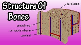 Structure Of Bone Tissue  Bone Structure Anatomy  Components Of Bones [upl. by Eurydice]