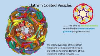 Vesicle Trafficking in Cells 1 The Process [upl. by Eiclehc695]