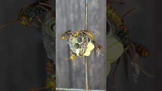 Growth Record of Paper Wasp Nest [upl. by Fulvia]