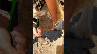 Horse with laminitis gets her feet cleaned out horse hoof asmrcleaning equestrian healing [upl. by As]