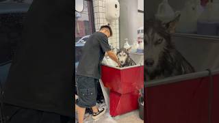 Dog 🐶 cleaning and grooming part 8 groomed catcute cats pets petwash [upl. by Idnib161]