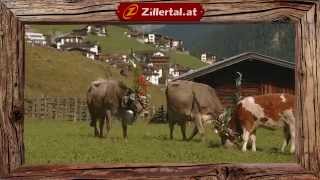 Almabtrieb im Zillertal [upl. by Haland173]