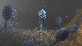 T4 Phage attacking Ecoli [upl. by Eislrahc]