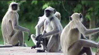 Safari India The lives of Hanuman langurs [upl. by Ahsael]