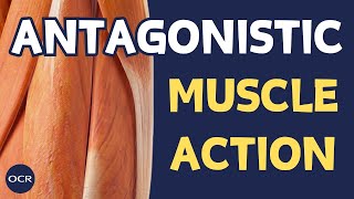 Roles of muscles in movement  OCR GCSE PE  Muscular System 12 [upl. by Candi]