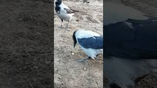 У молодой вороны отобрали фисташку  Adult crow steals pistachio from Pantsy [upl. by Navinod333]