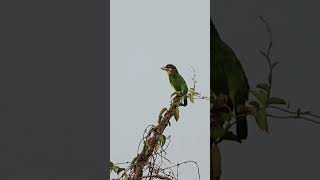 White cheeked barbet whitecheekedbarbet birdwatchingbyranjit birds birdwatching [upl. by Harrak]