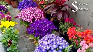 Best 30 Winter Flowering Plants  Winter Garden Overview 2020 [upl. by Eimat]