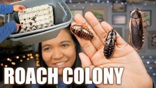 MY SELF CLEANiNG DUBiA ROACH COLONY BiN SETUP [upl. by Wilsey70]