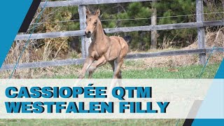 Cassiopée QTM  Buckskin Warmblood Filly For Sale [upl. by Jenness]