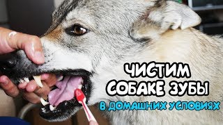 Чистим собаке зубы в домашних условиях [upl. by Pan]