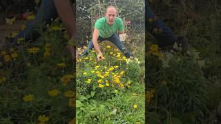 Golden Chamomile Tea anthemis tinctora herbs gardening permaculture adventure ideas herbtea [upl. by Akemal]