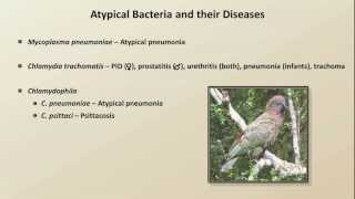 Antibiotics for Atypical Infections Antibiotics  Lecture 7 [upl. by Pyszka]