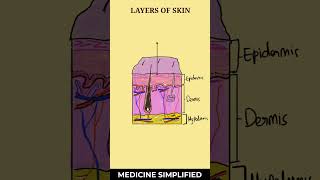 Layers of Skin  Layers of Epidermis  Skin Layer Anatomy medicine anatomy [upl. by Nolrah757]