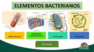 TEMA 1 ESTRUCTURA BACTERIANA [upl. by Catharine537]