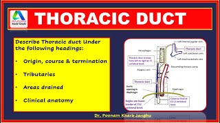 Thoracic duct anatomy  Lymphatic drainage Thoracic duct  simplified [upl. by Carlick]