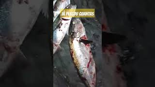 Já Pescou Quantas fishing pescaria pesca microisca pescaesportiva pescador [upl. by Niowtna]