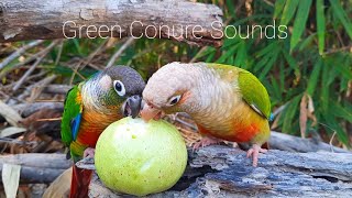 Green Conure singing sounds  My green cheek conure parrot bird singing sounds in the forest [upl. by Prowel582]